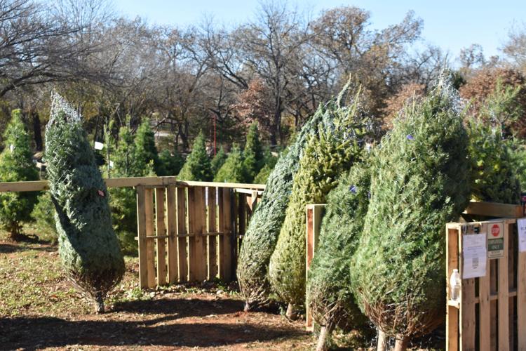 Wells Christmas Tree Farm opens to its eighth season in Norman | News ...