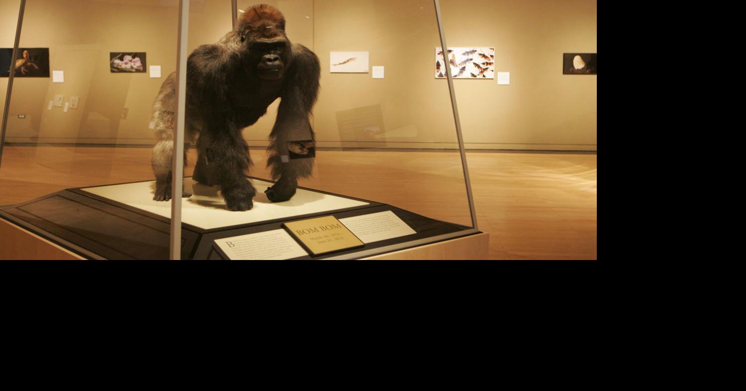 Oklahoma City Zoo gorilla finds new home at Sam Noble Museum ...