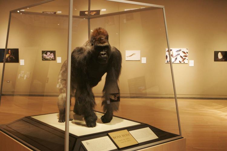 Oklahoma City Zoo gorilla finds new home at Sam Noble Museum ...