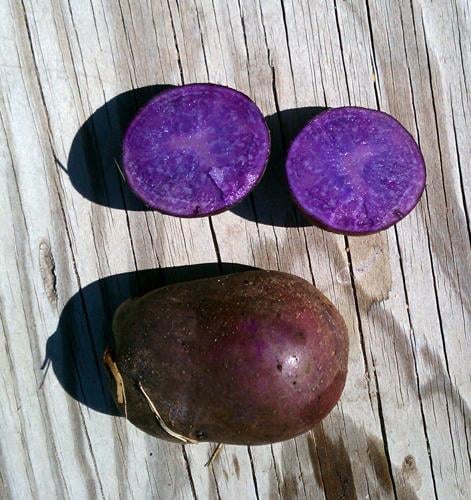 Adirondack Red Potato