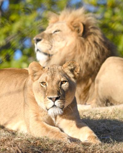 OKC Zoo announces African lioness is pregnant | News ...