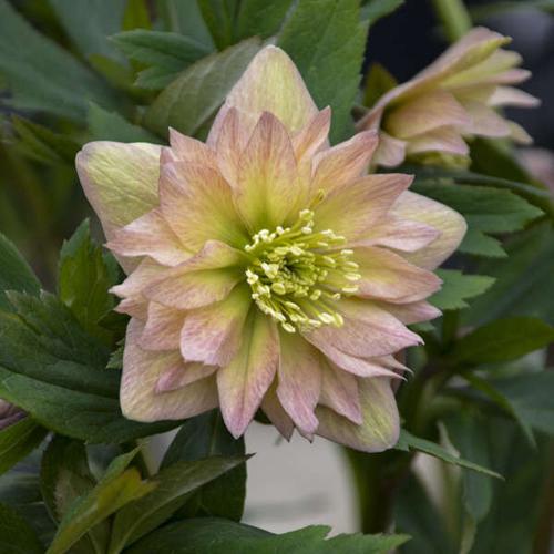 ‘Mother of the Bride’ hellebore
