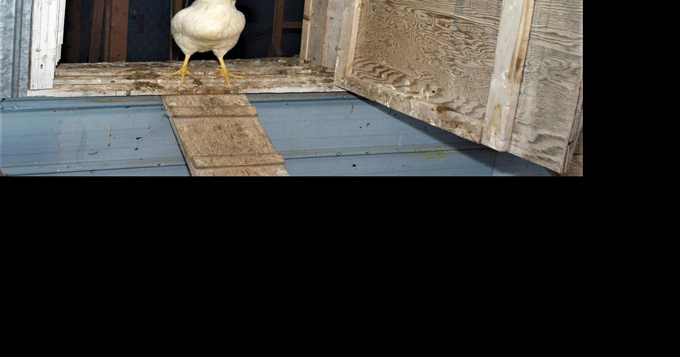 Proposed bylaw poised to limit number of chickens on South River