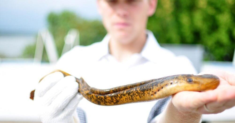 Simcoe County and Parry Sound rivers targeted for sea lamprey control measures