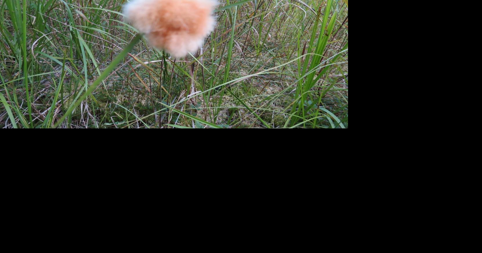 Take your time Parry SoundMuskoka to absorb beauty of cotton grass