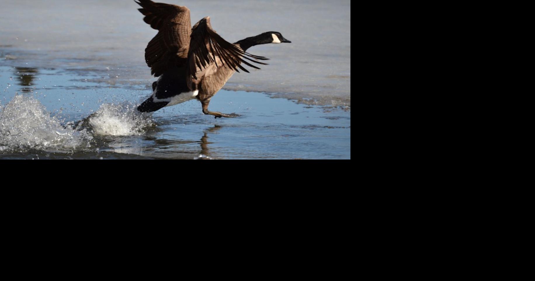 Noticing the first signs of spring in Parry Sound-Muskoka