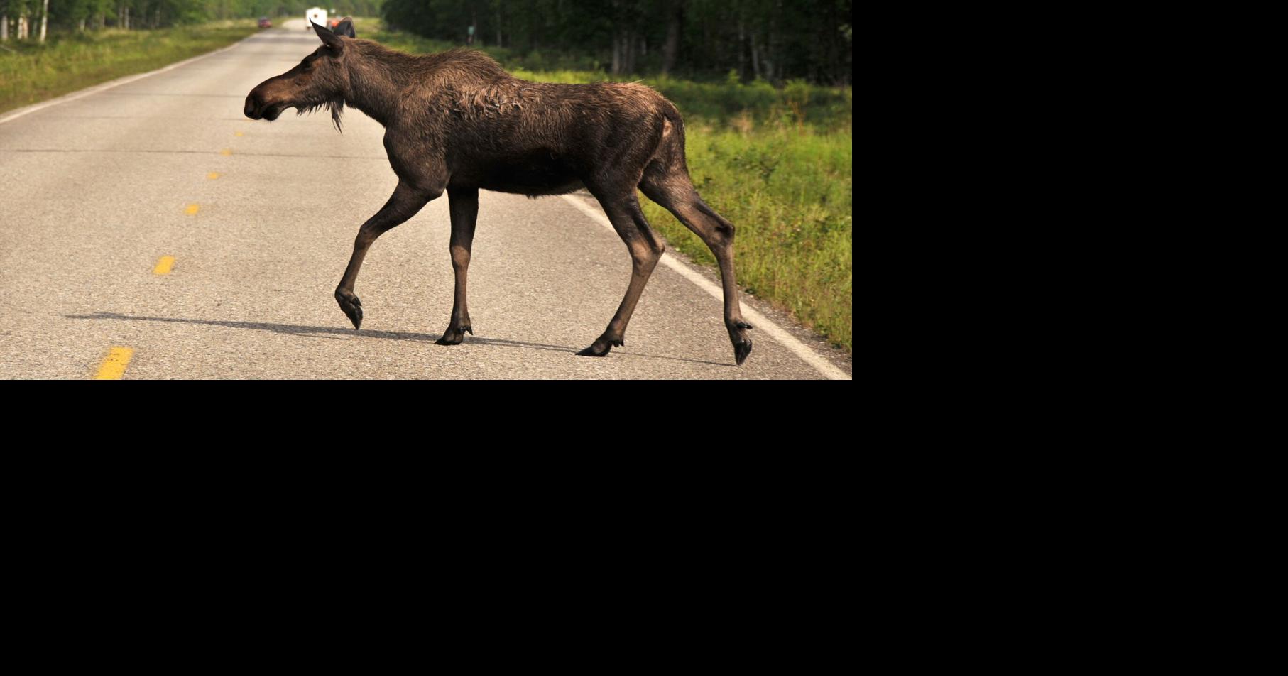 A declining moose population? That’s hogwash