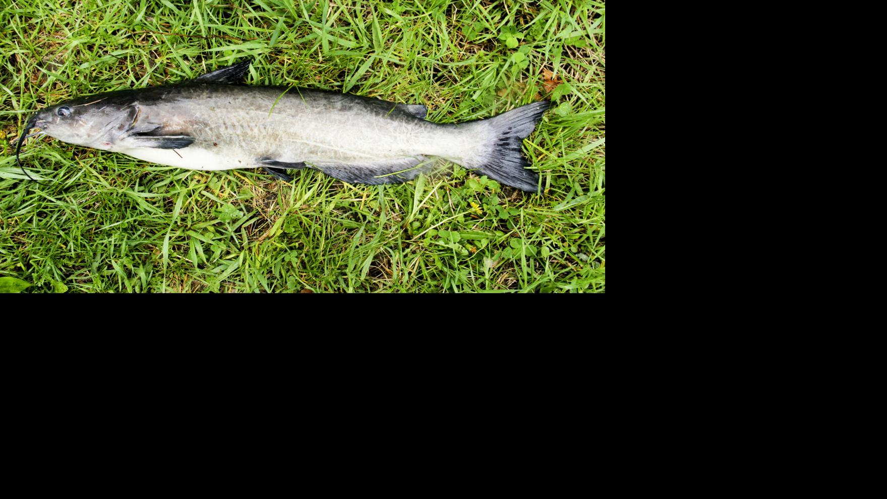 Fish Tales: Underappreciated catfish a fine catch in Almaguin
