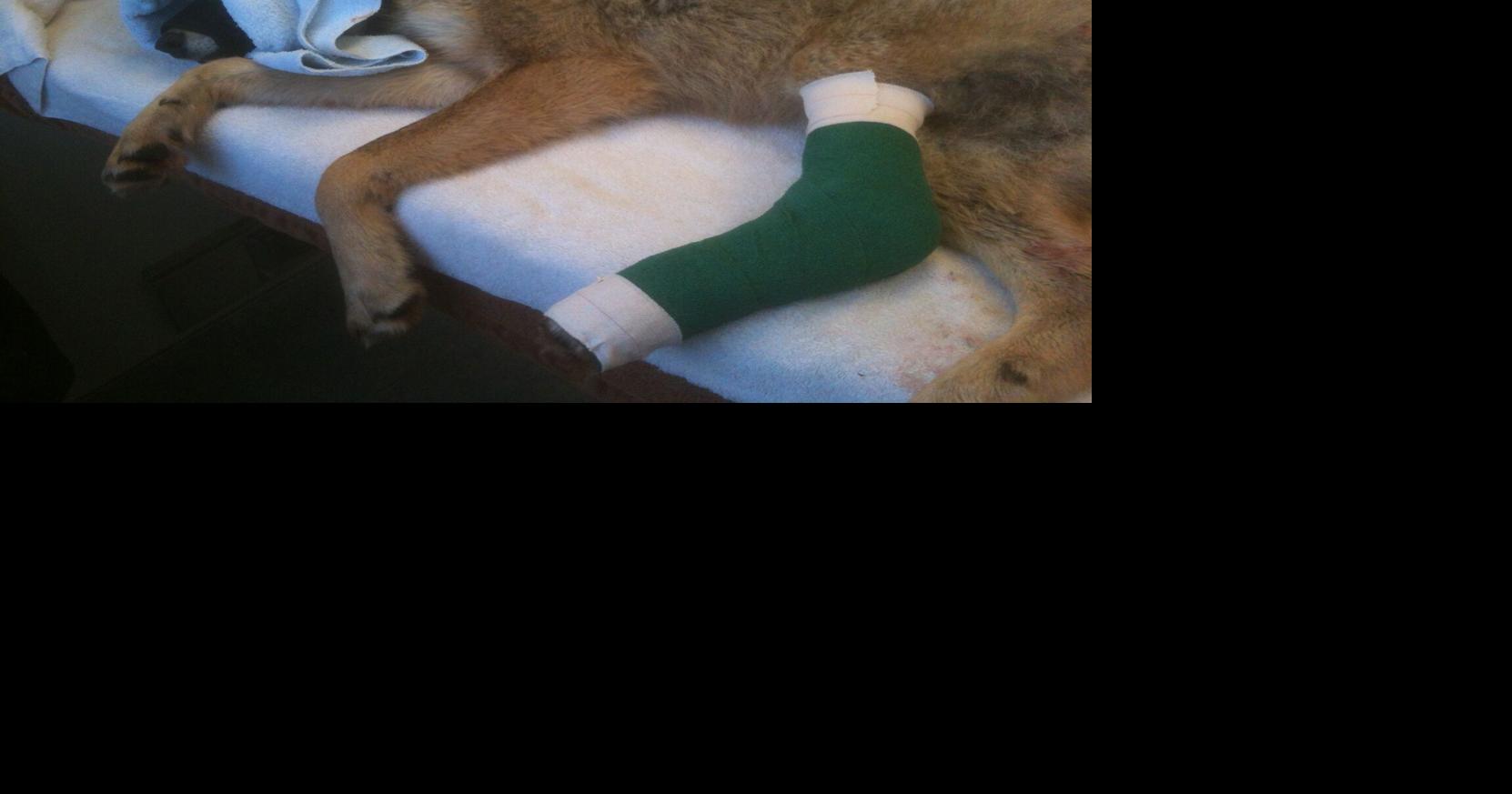 No cruelty investigation for injured wolf caught in a snare