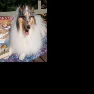 Sit, Stay Read at Callander Library