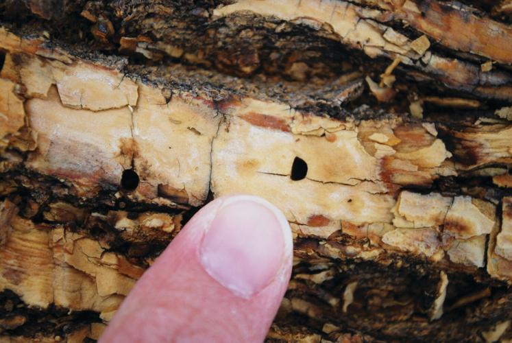 Ash Insect Rellant Spread of ash tree-killing insect deemed unavoidable | Archives ...
