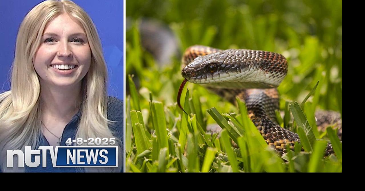It's Snake Season! | ntTV Tuesday Nightly News, April 8, 2025 | News ...