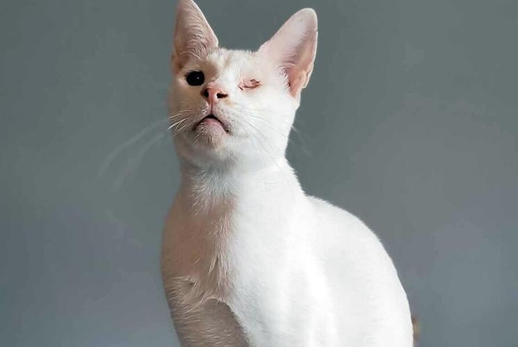 ‘We need a helping paw’ Port Hope’s Toe Beans Cat Café