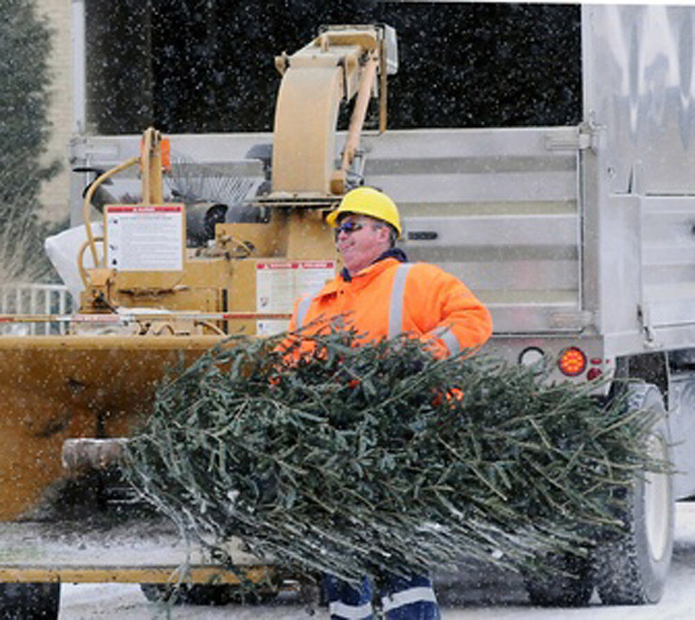 Christmas tree collection for Brighton residents starts Jan. 6