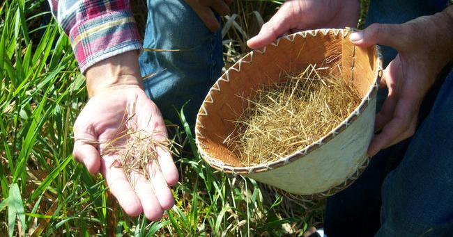 Wild rice returns to Rice Lake in Peterborough, Northumberland counties