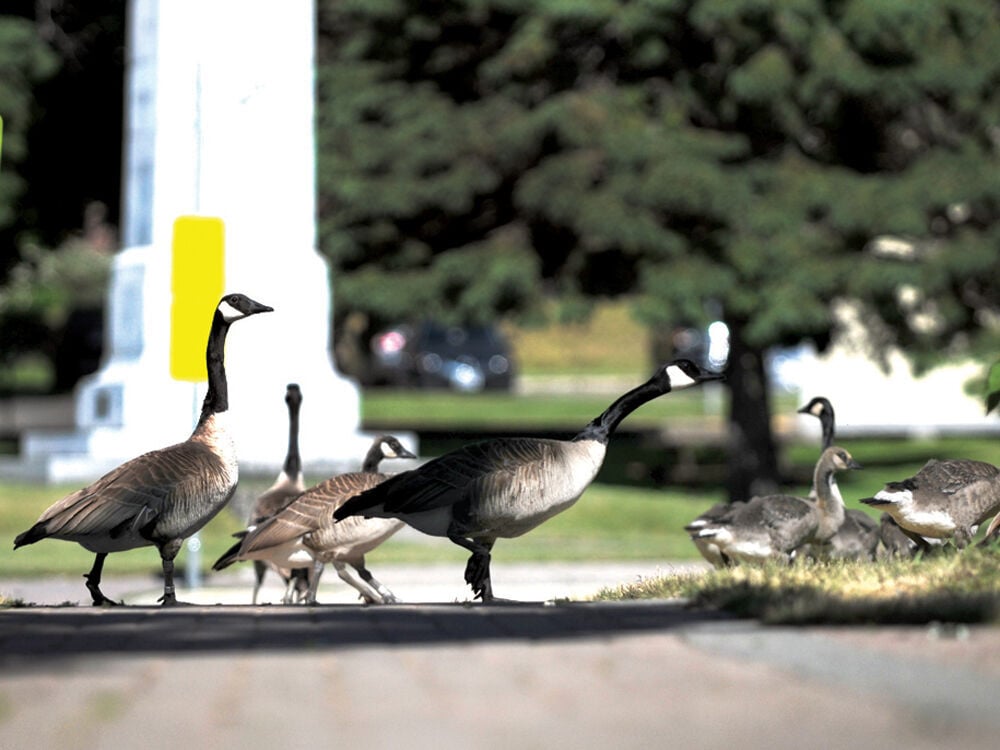 Canada 2024 goose downtown