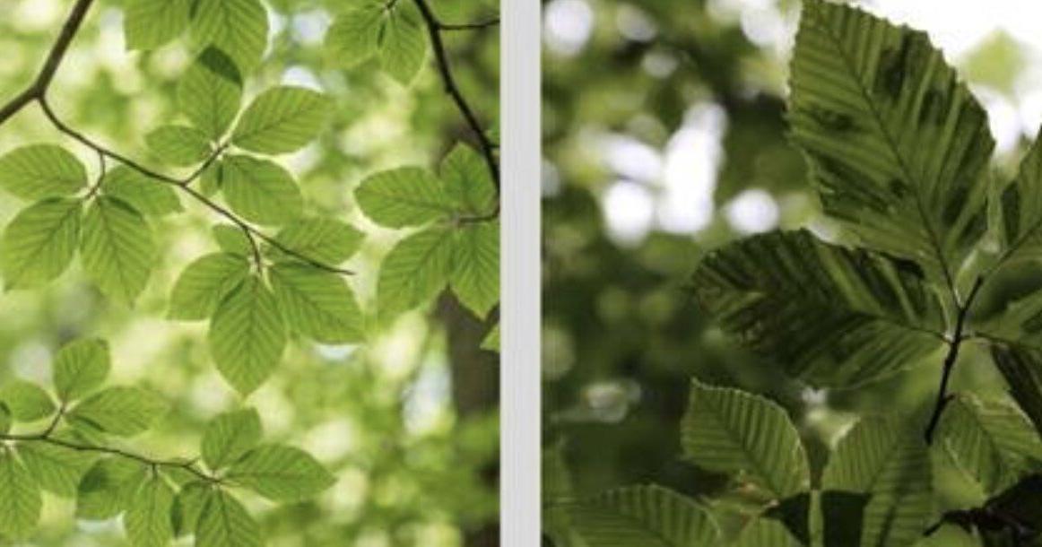 Cobourg warns residents after tree with Beech Leaf Disease reported on west end property