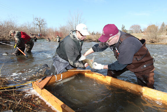 Tradition Continues With Fish Lift At Cobourg Creek - Today's  Northumberland - Your Source For What's Happening Locally and Beyond