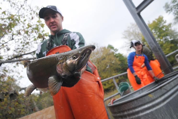 ganaraska fish ladder camera