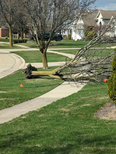 High winds lead to fallen trees, power outages | News | northwestsignal.net