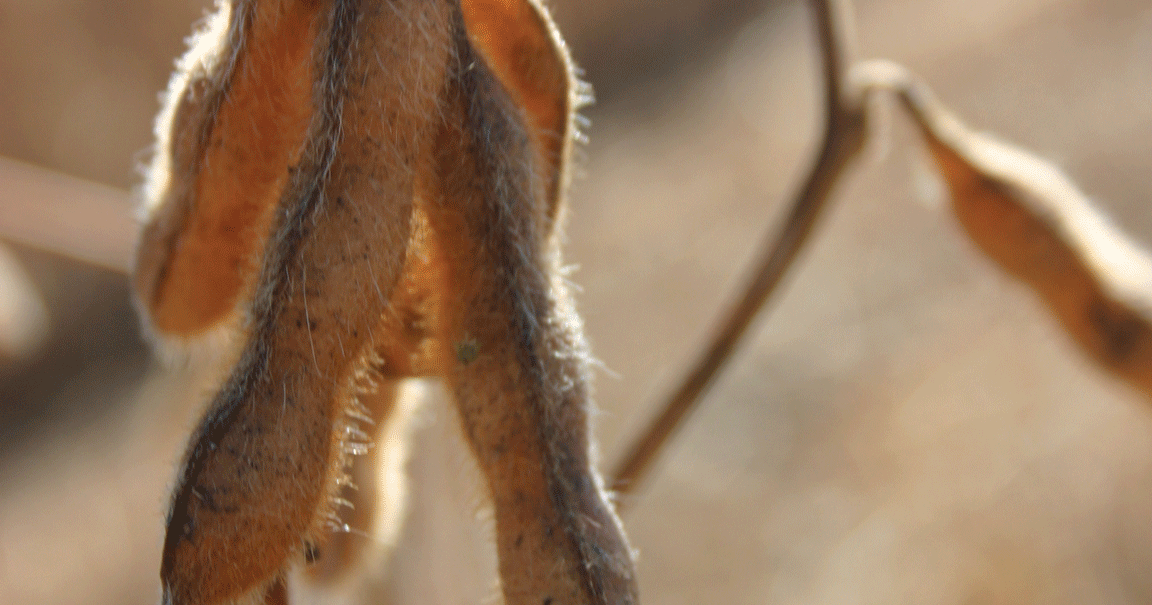 Soybeans lead grain market erosion