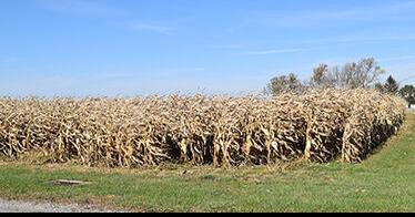 Harvest update for Henry and Fulton counties - Vimarsana News