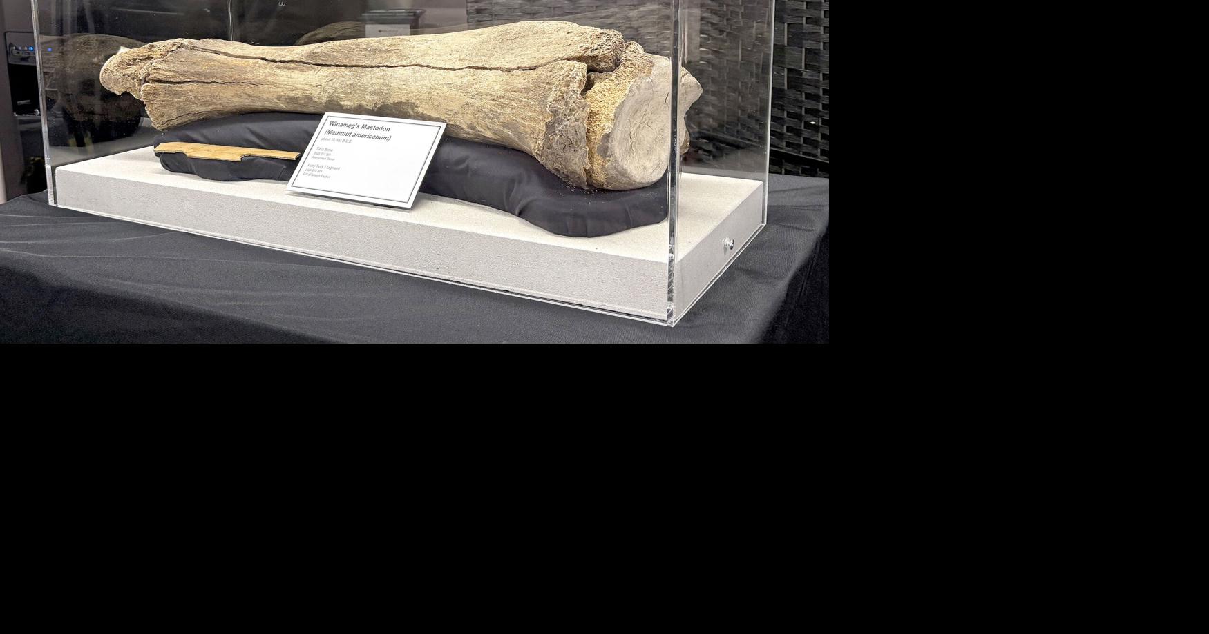 Winameg mastodon could be youngest in Ohio