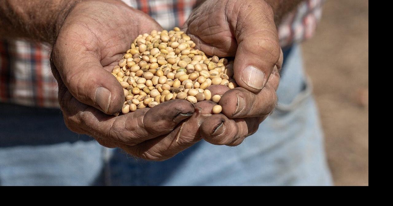Soybean wars: When a commodity becomes a political weapon