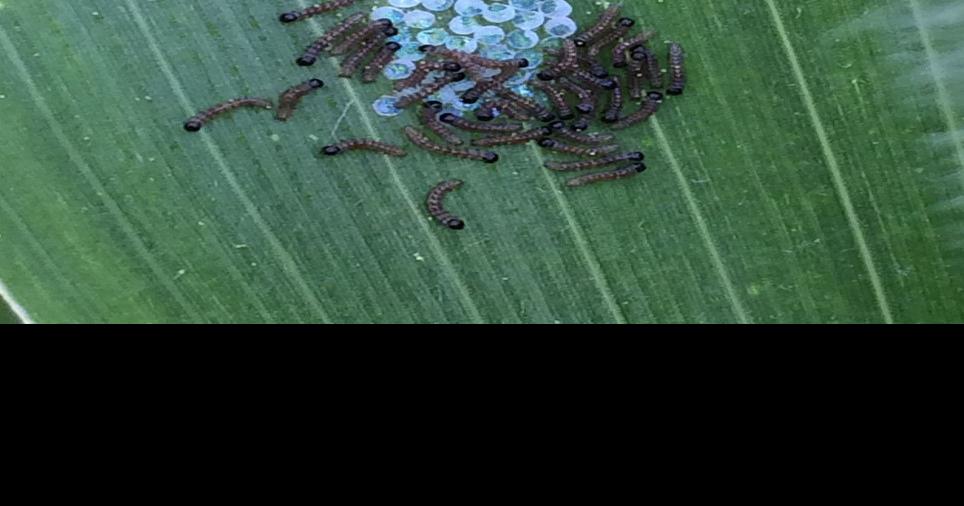 Western bean cutworms a problem in corn, as usual