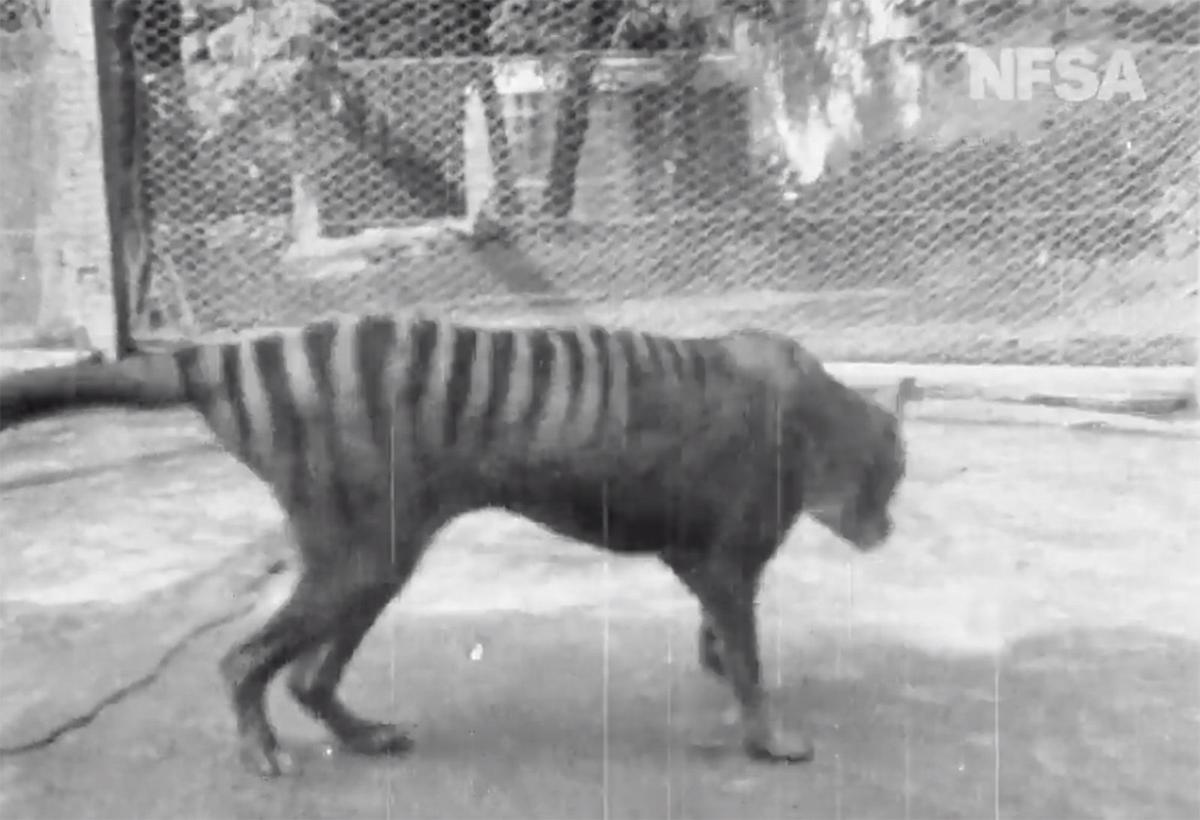 Footage from 1935 shows last known Tasmanian tiger | News | nptelegraph.com