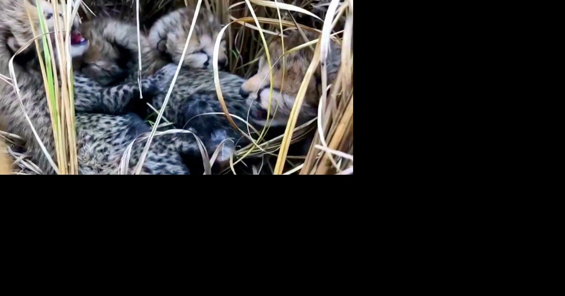 shows first cheetah cubs to be born in India in more than 70 years