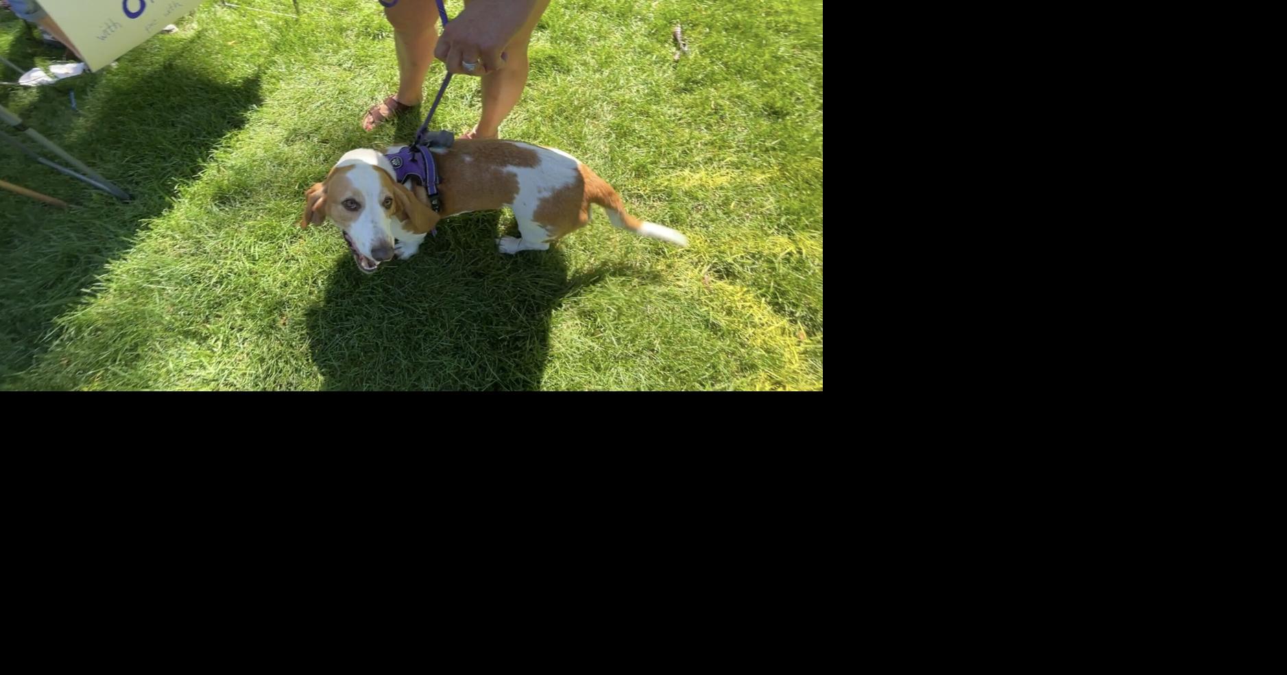 son los basset hound euro sanos