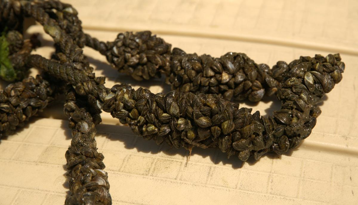 Geiser: Clean, drain and dry to thwart zebra mussels