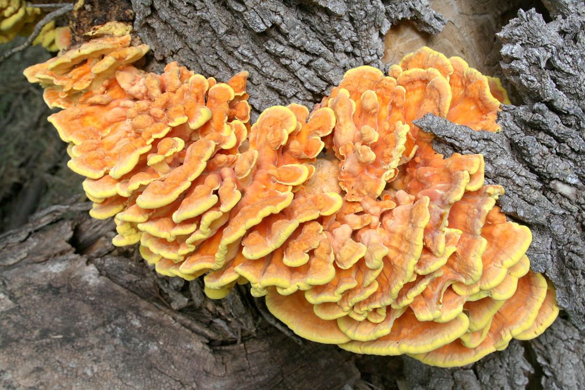 Geiser: How to identify mushrooms in the fall
