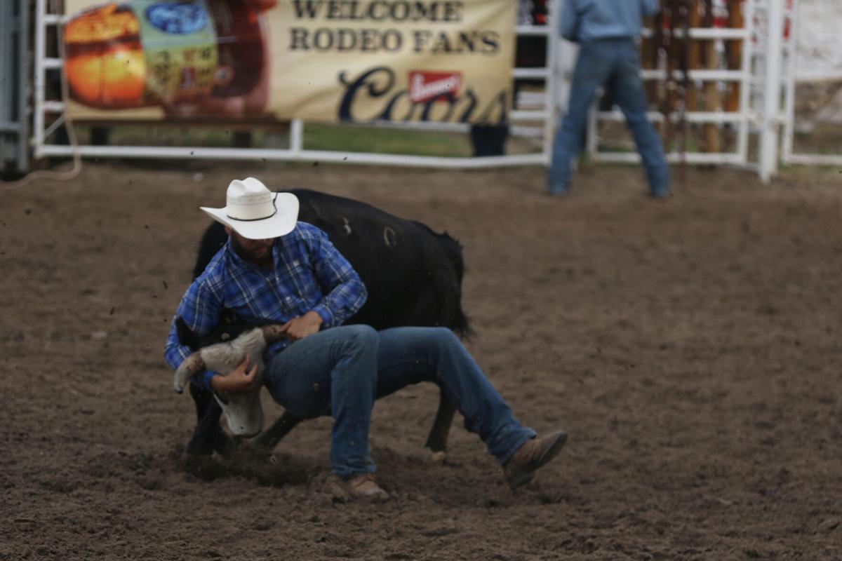 Elwood cowboy draws stubborn steer after quitting teaching to rodeo