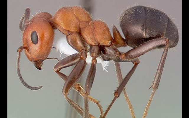 Fire Ants Q&A  N.C. Cooperative Extension