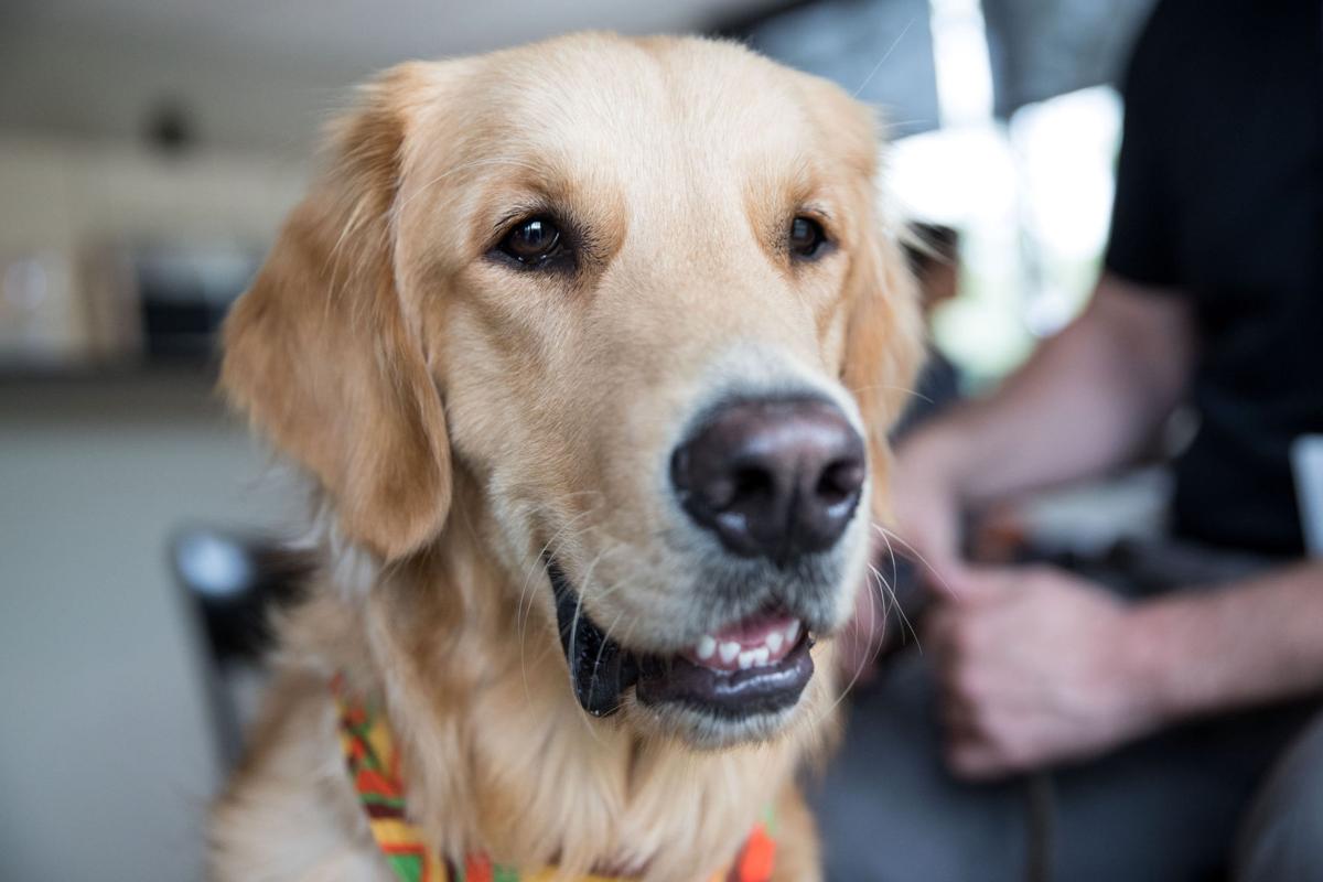 Nebraska Dogs In Gentle Ministry Provide Comfort After Las Vegas Tragedy Trending Nptelegraph Com