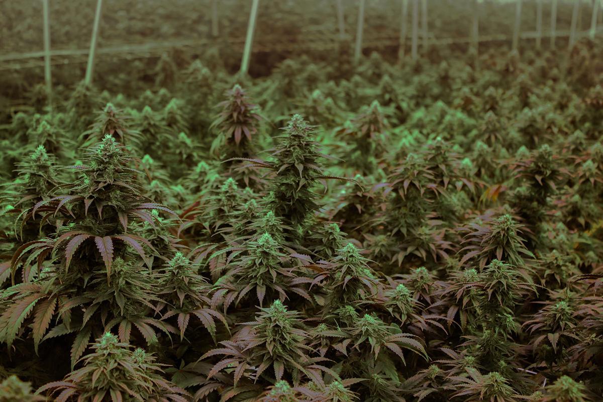 America's marijuana growers are the best in the world, but federal laws are keeping them out of global markets