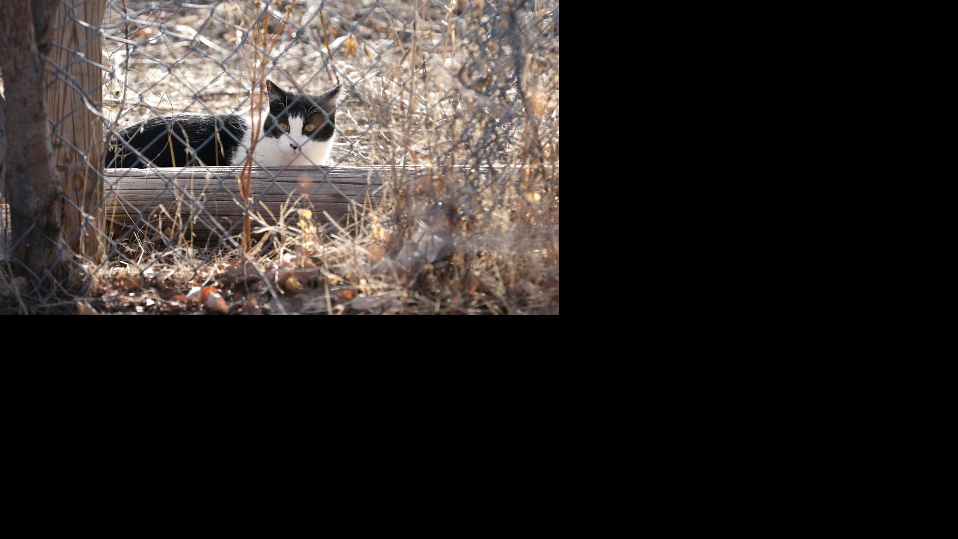 If You Think It S Cold They Do Too Tips For Helping Your Pet Weather The Winter Months Focus Nptelegraph Com