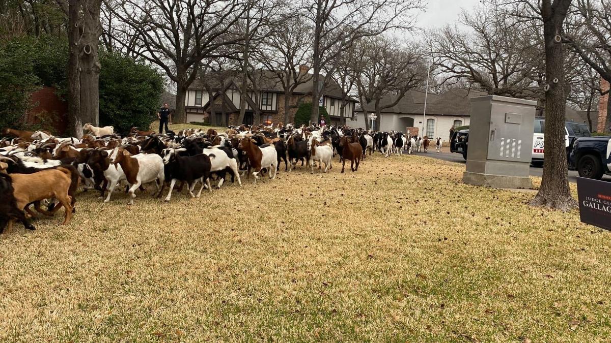 #TheMoment a herd of goats set off a police chase