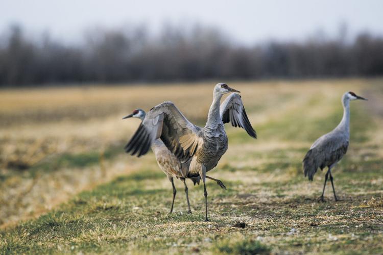Get out and view the sandhill cranes