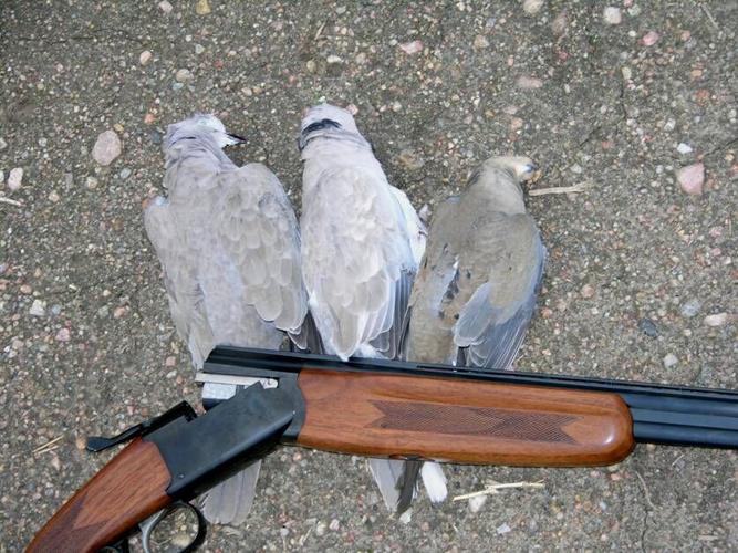 Rick Windham Nebraska’s dove season is less than two weeks away