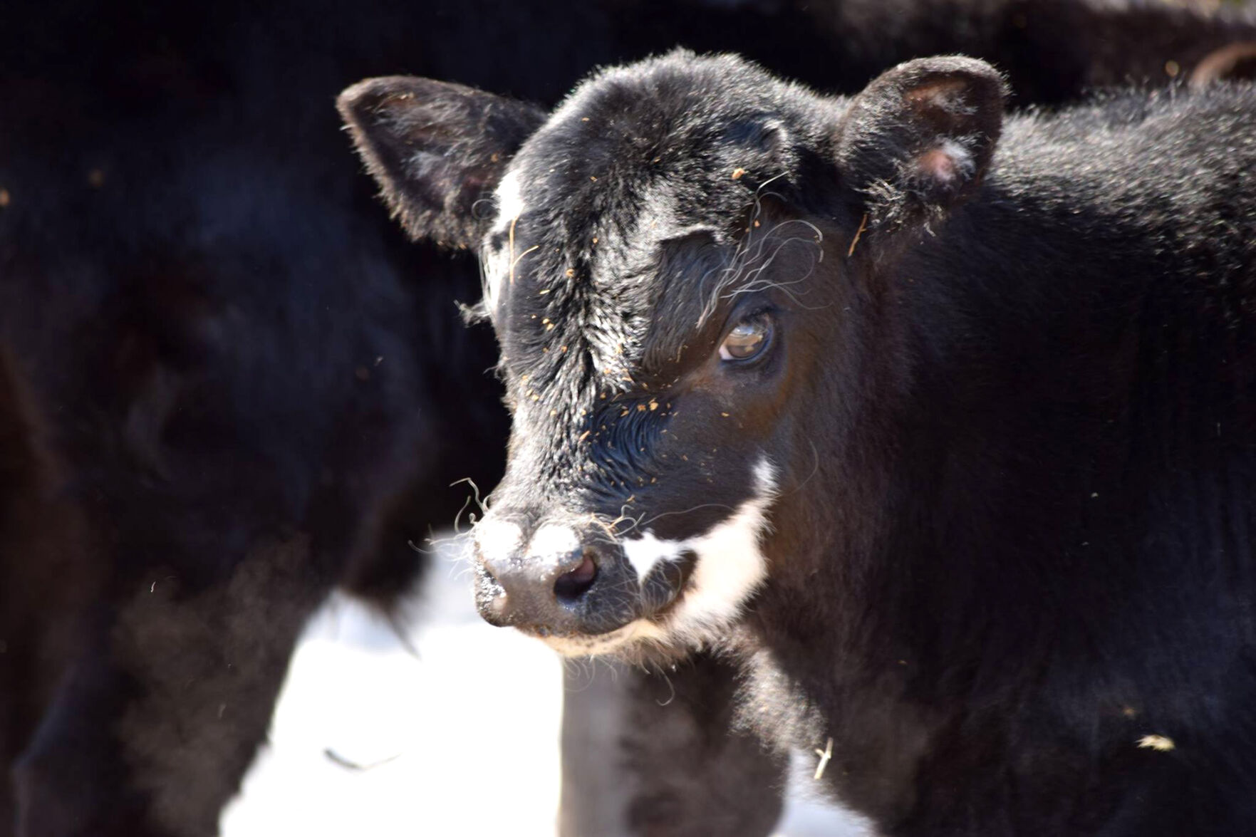 Angus cattle is the king of the breeds but how did it get to that