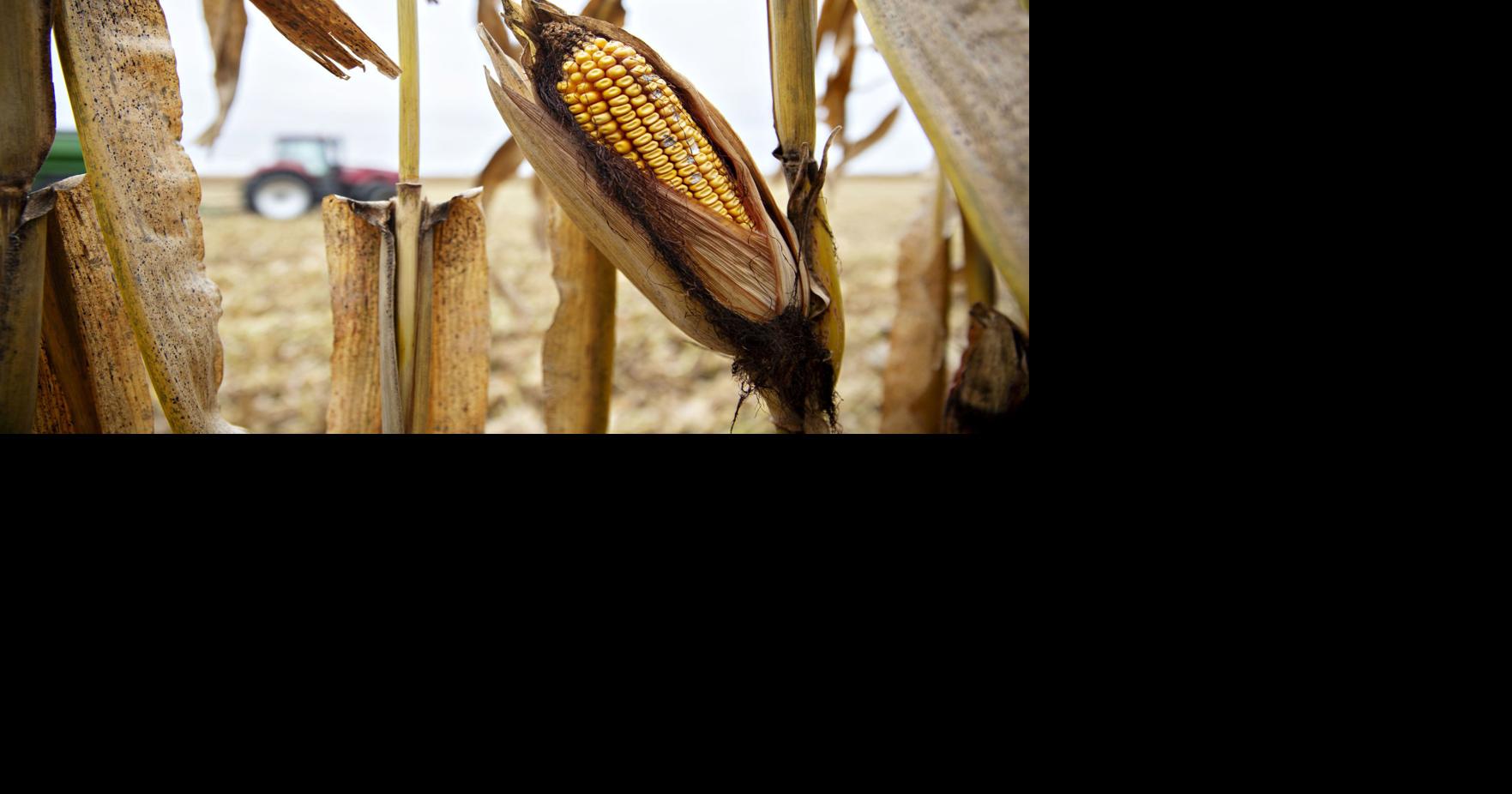 Angry farmers, wild weather and trade: A crazy year for corn