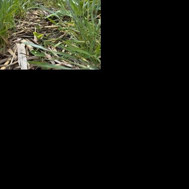 Interseeding outcompetes weeds, has host of other benefits