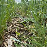 Interseeding outcompetes weeds, has host of other benefits
