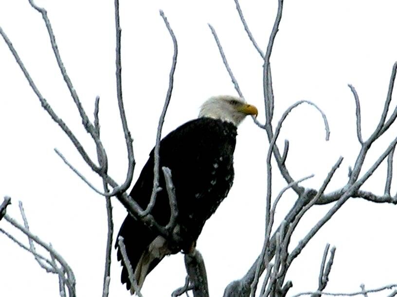 2 men hunted and killed a bald eagle in Nebraska, officials say, Nation &  World News