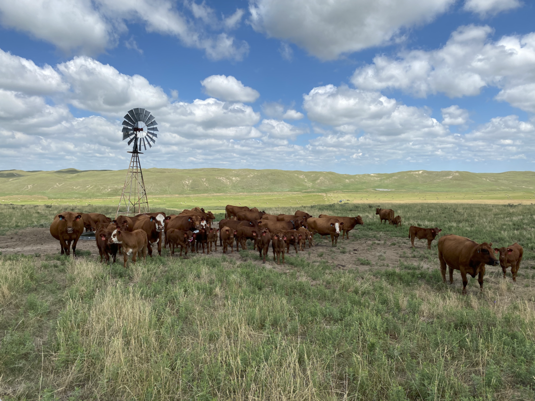 Nebraska Extension to host drought outlook webinar for cattle producers