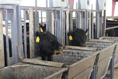 Smart Feed Monitoring System Increases Profitability Ag News