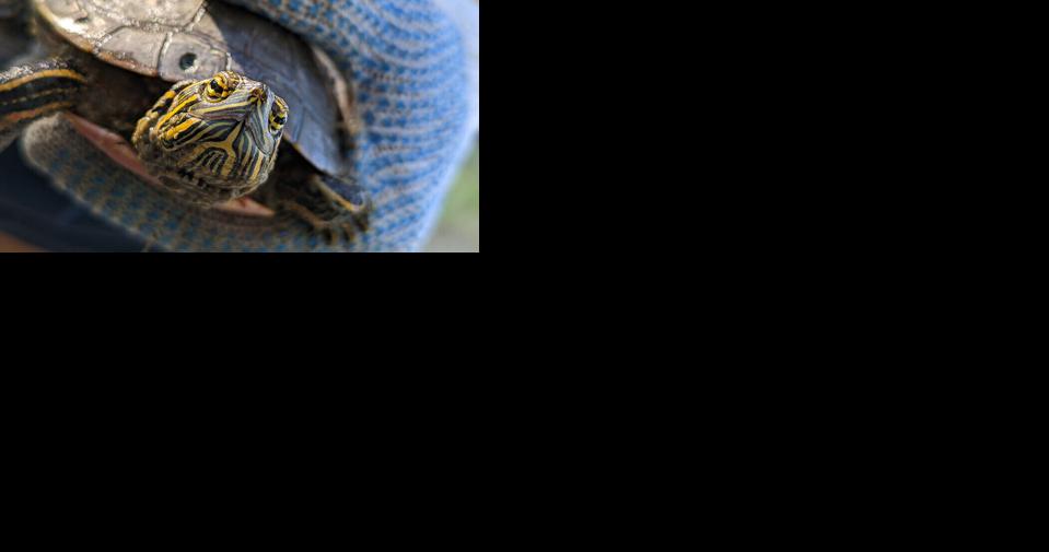 UNL project reveals drought's effects on painted turtles - Vimarsana News